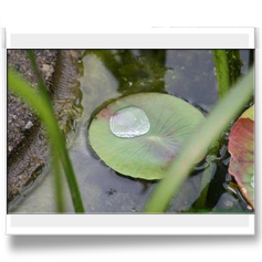 Botanischer Garten 2009